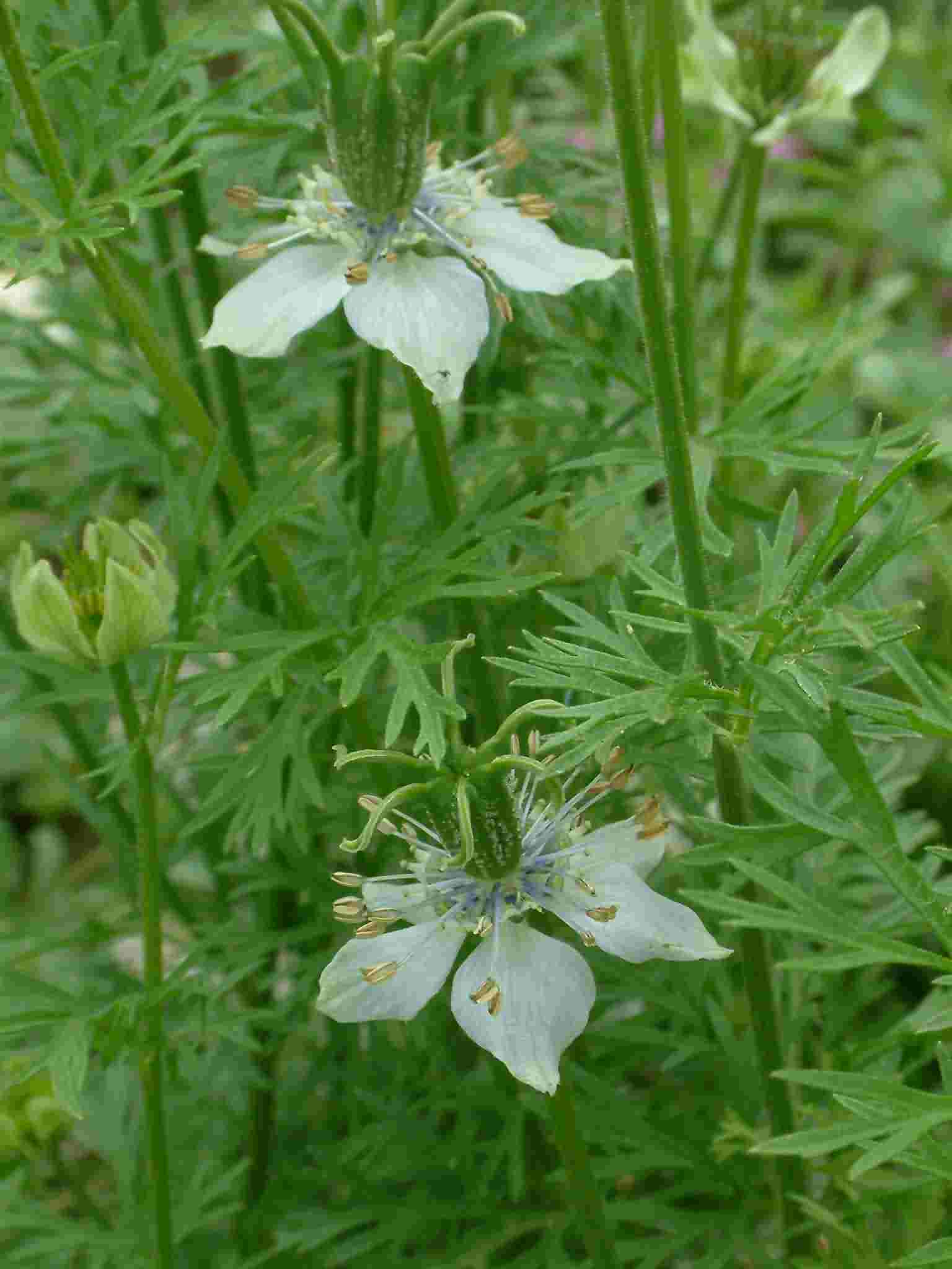 Nigella sativa 1