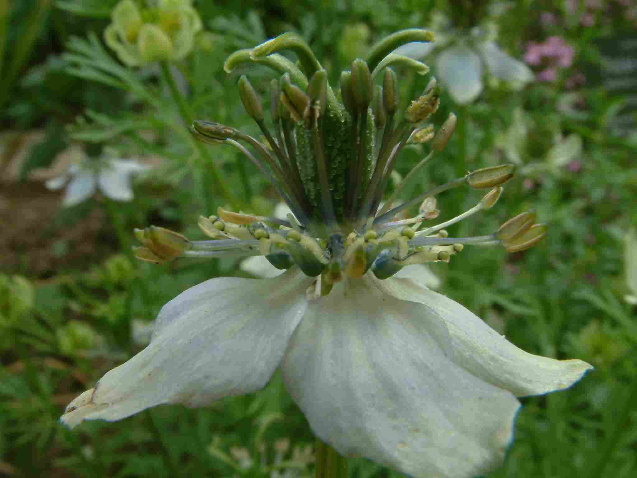 Nigella sativa 2