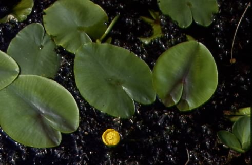 Nuphar lutea 1