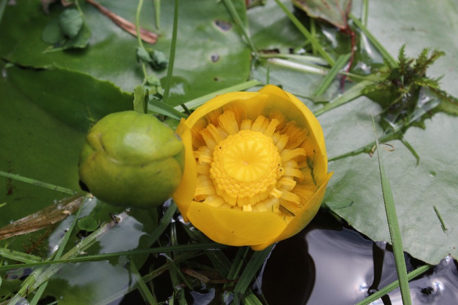 Nuphar lutea 2