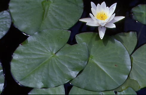 Nymphaea alba 1