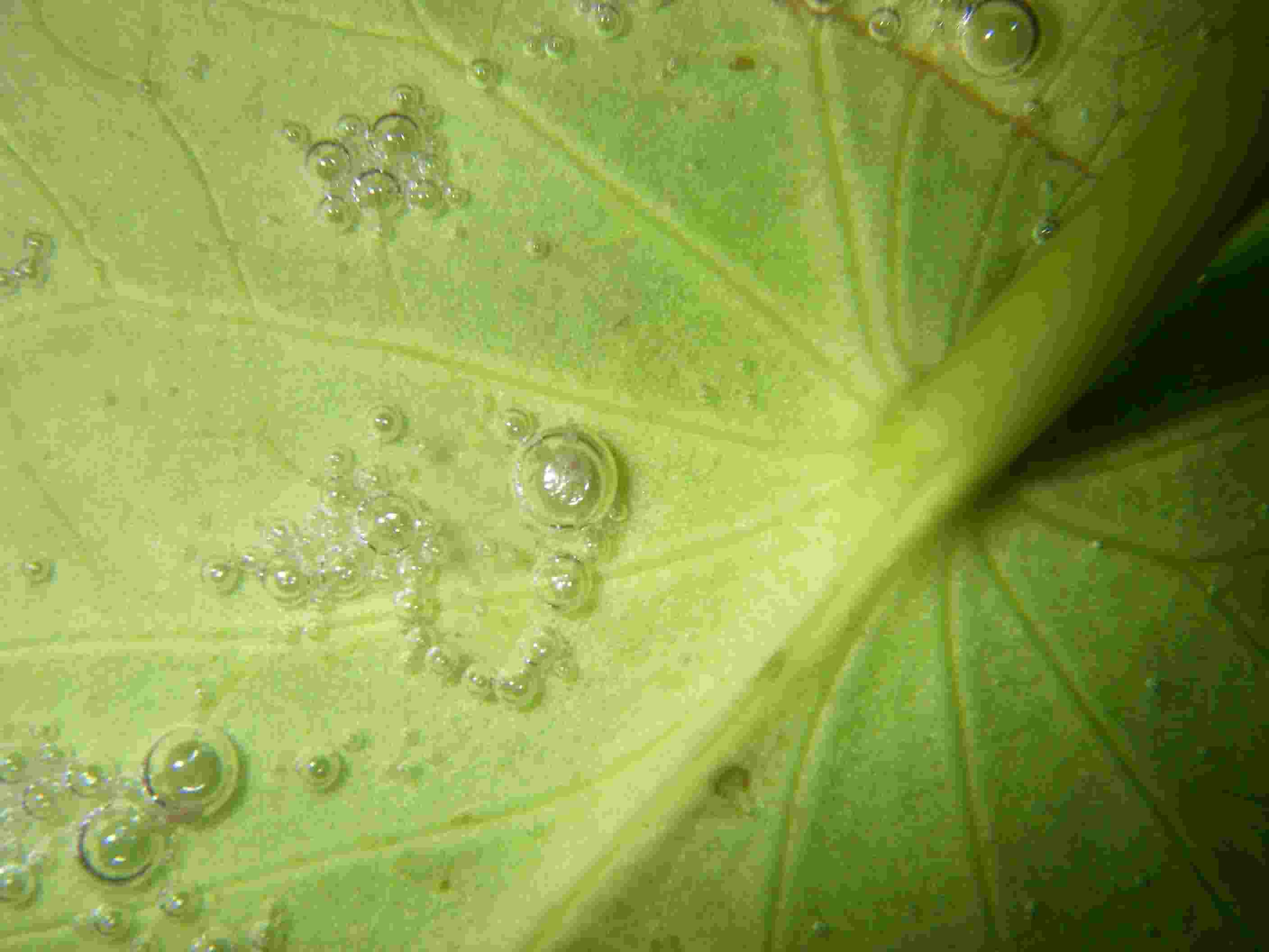 Nymphaea candida 2