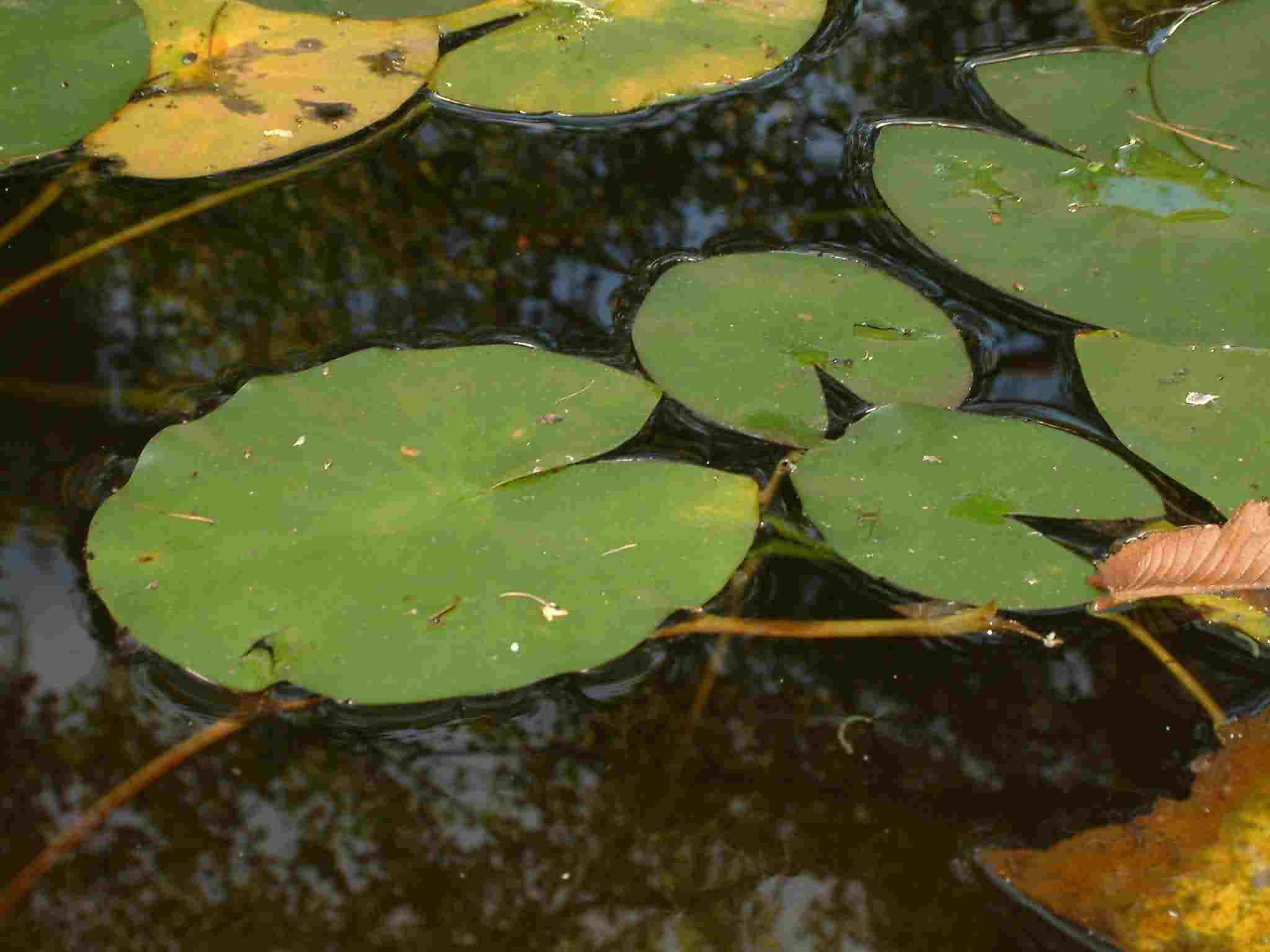 Nymphaea candida 1