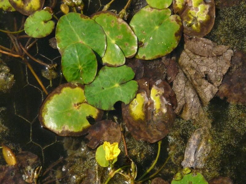 Nymphoides peltata 1