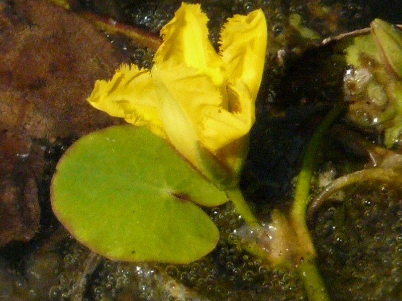 Nymphoides peltata 2