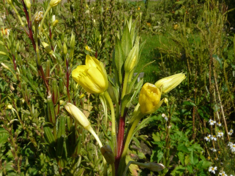 Oenothera biennis 2