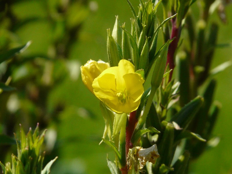 Oenothera biennis 3