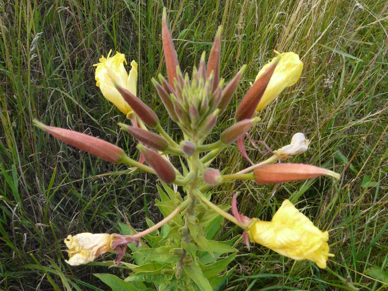 Oenothera glazioviana 2