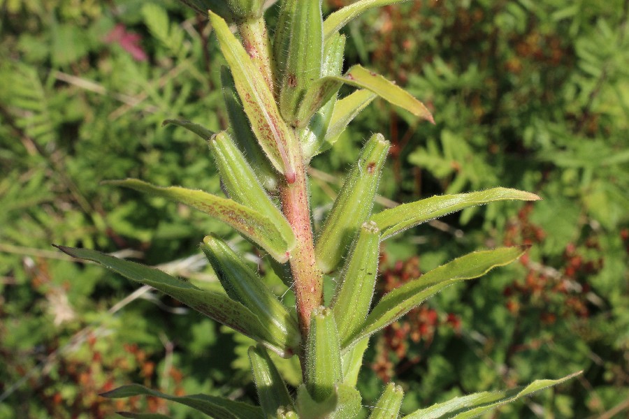 Oenothera glazioviana 4