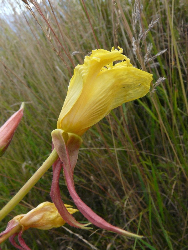 Oenothera glazioviana 3