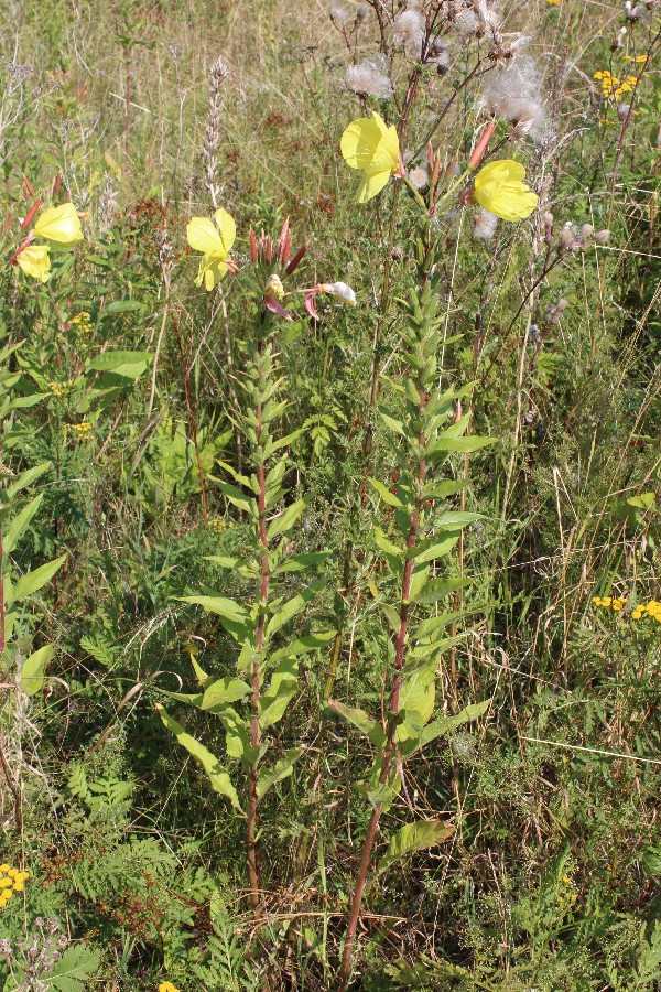 Oenothera glazioviana 1