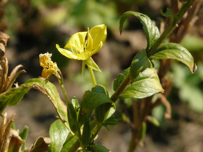 Oenothera parviflora 2