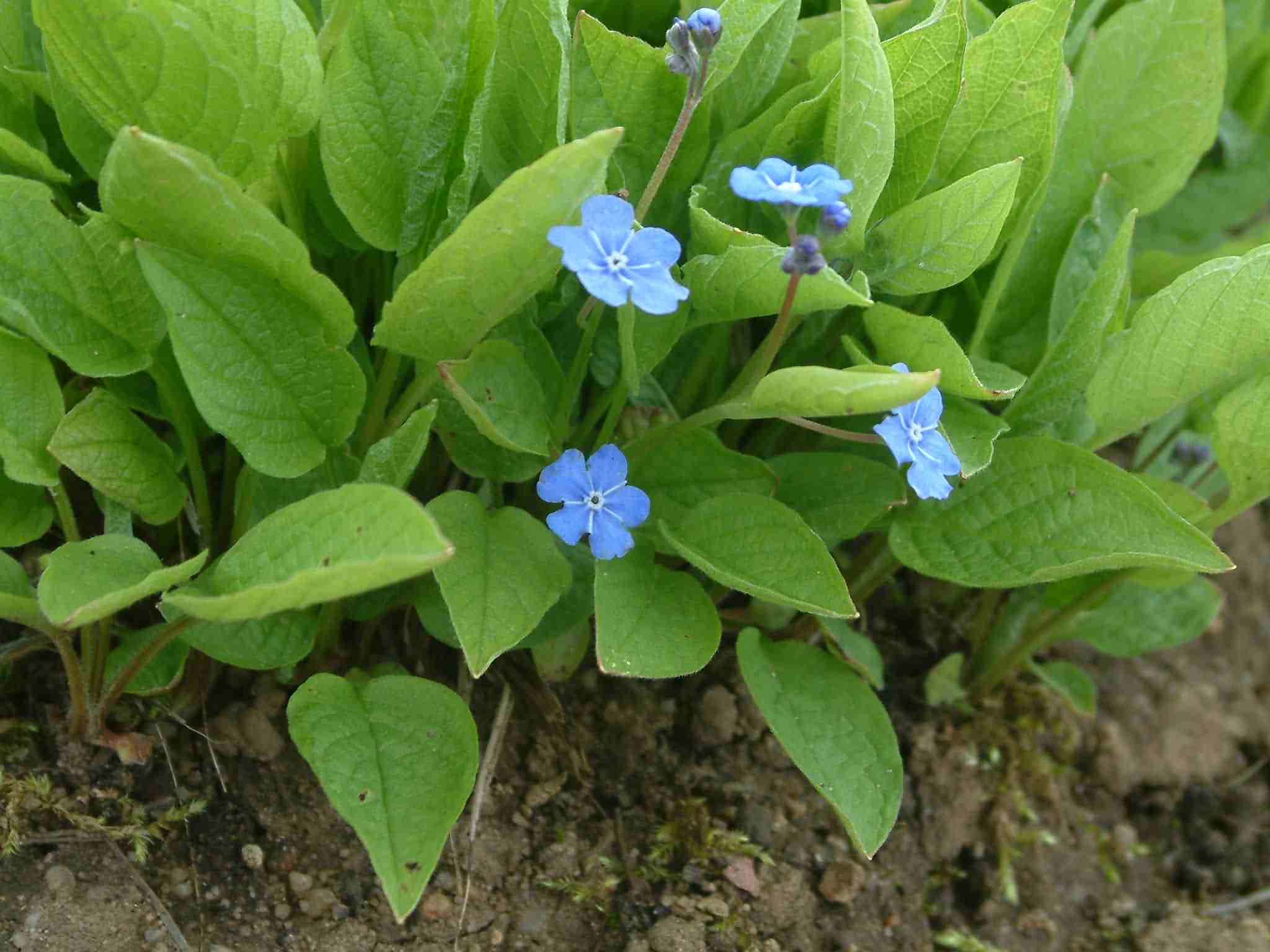 Omphalodes verna 1