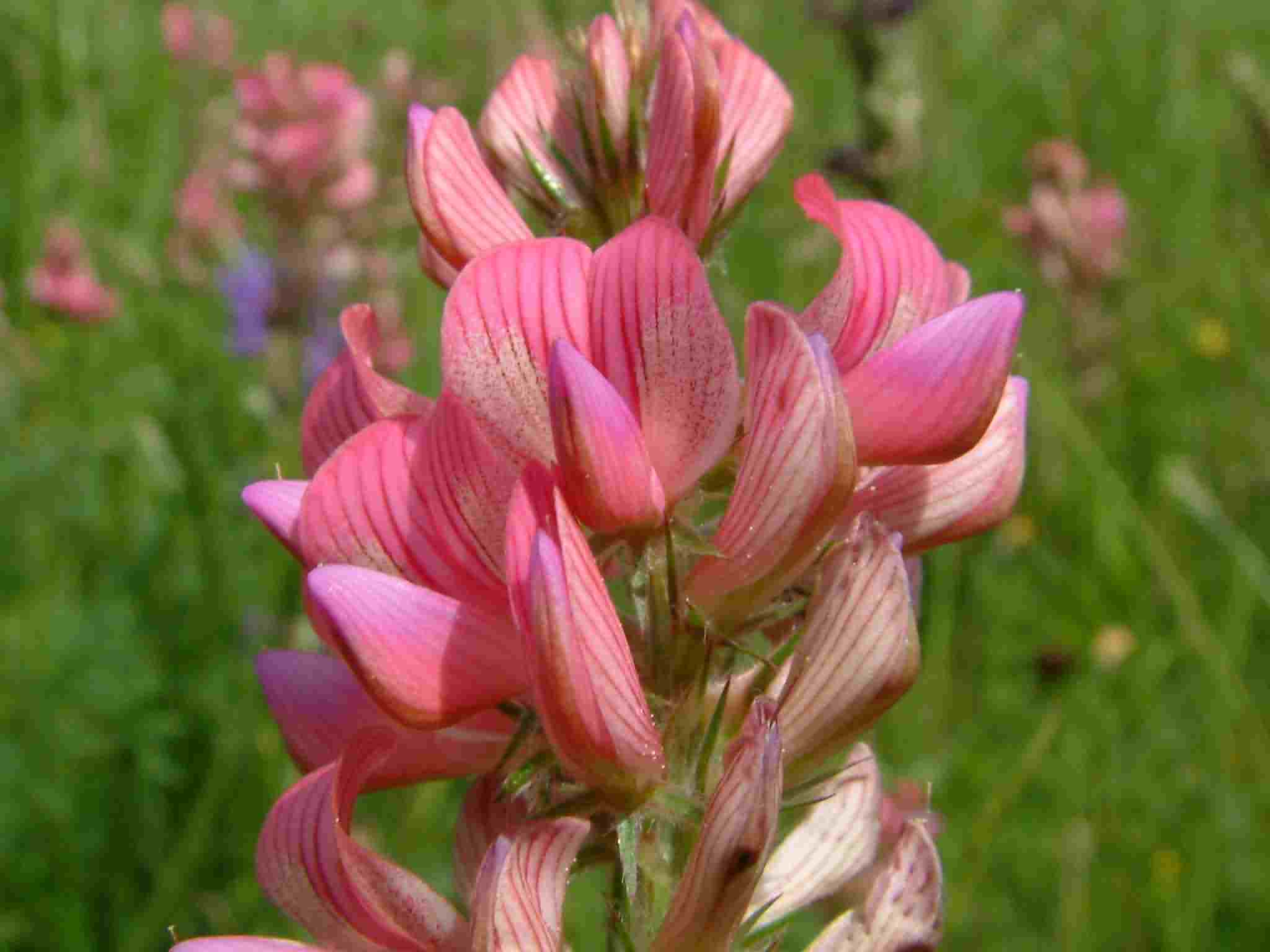 Onobrychis viciifolia 2