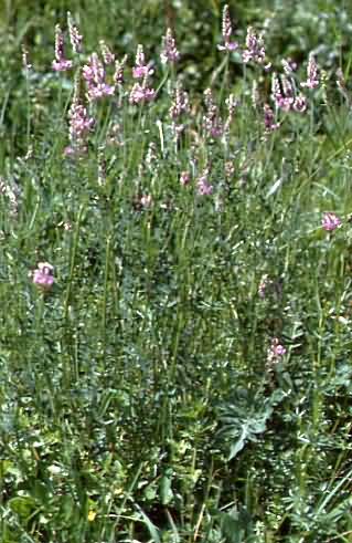 Onobrychis viciifolia 1