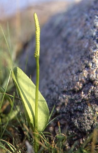 Ophioglossum vulgatum 1