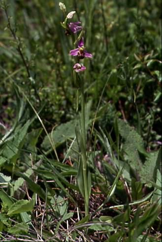 Ophrys apifera 1