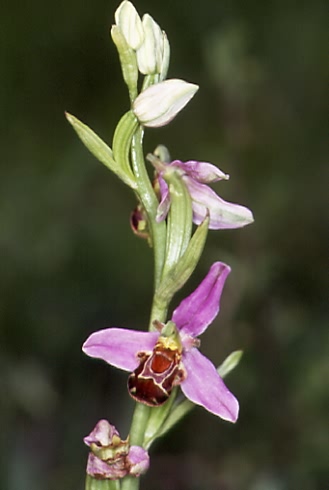 Ophrys apifera 2