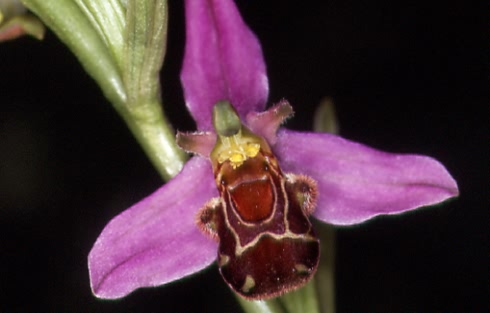 Ophrys apifera 3