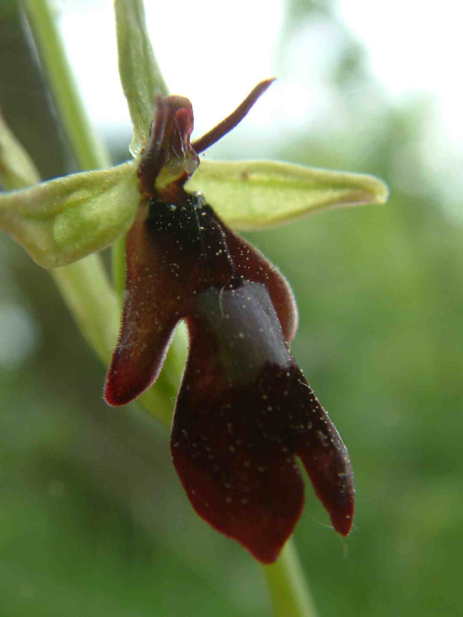 Ophrys insectifera  2