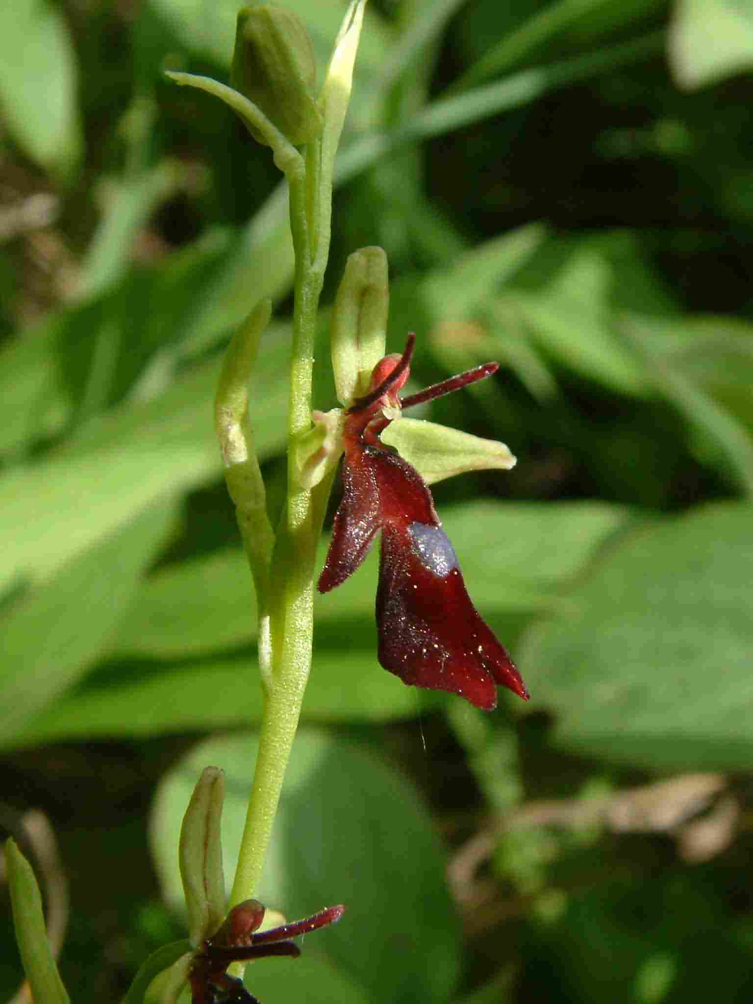 Ophrys insectifera  1