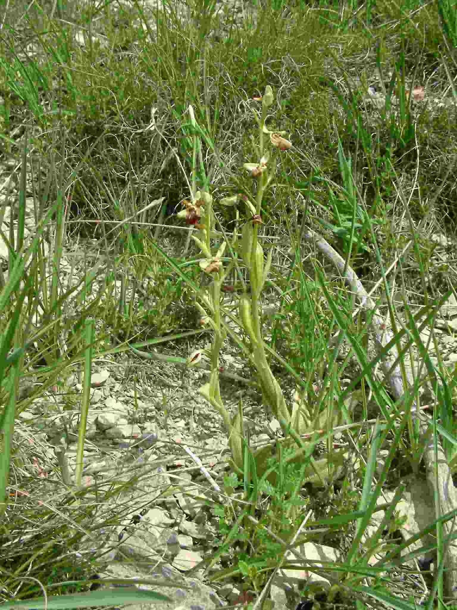 Ophrys sphegodes 1