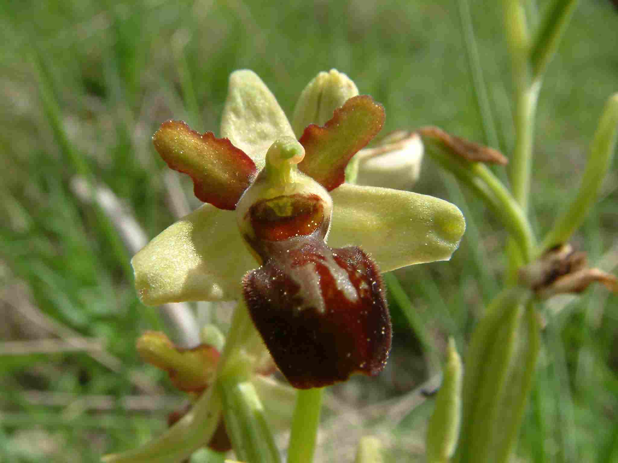 Ophrys sphegodes 2