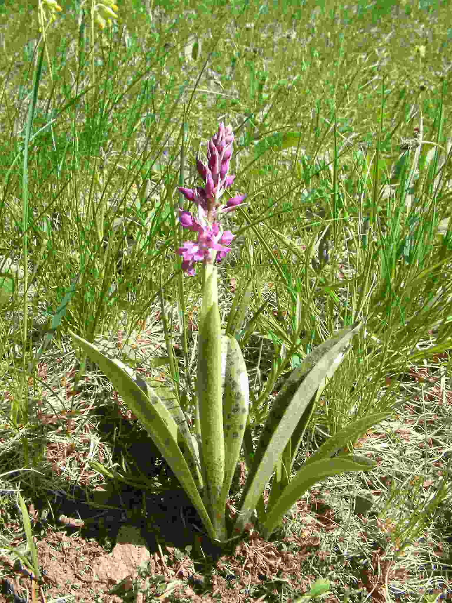 Orchis mascula 1