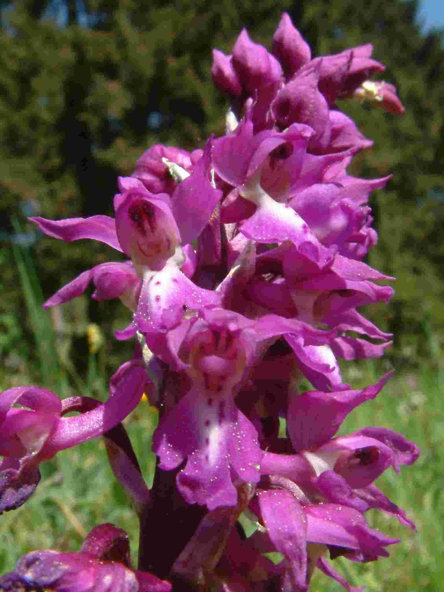 Orchis mascula 2