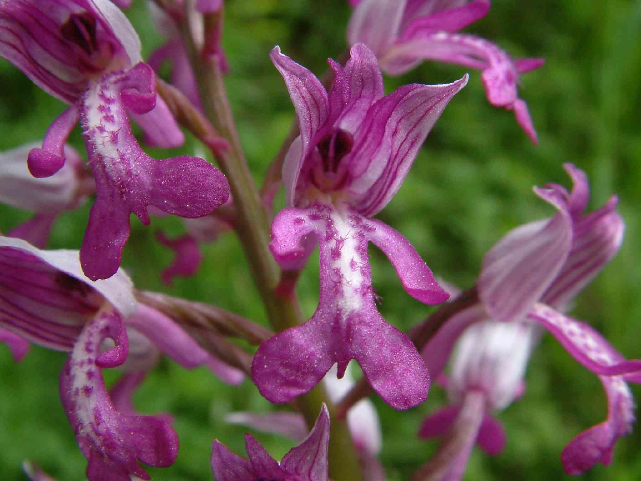 Orchis militaris 2