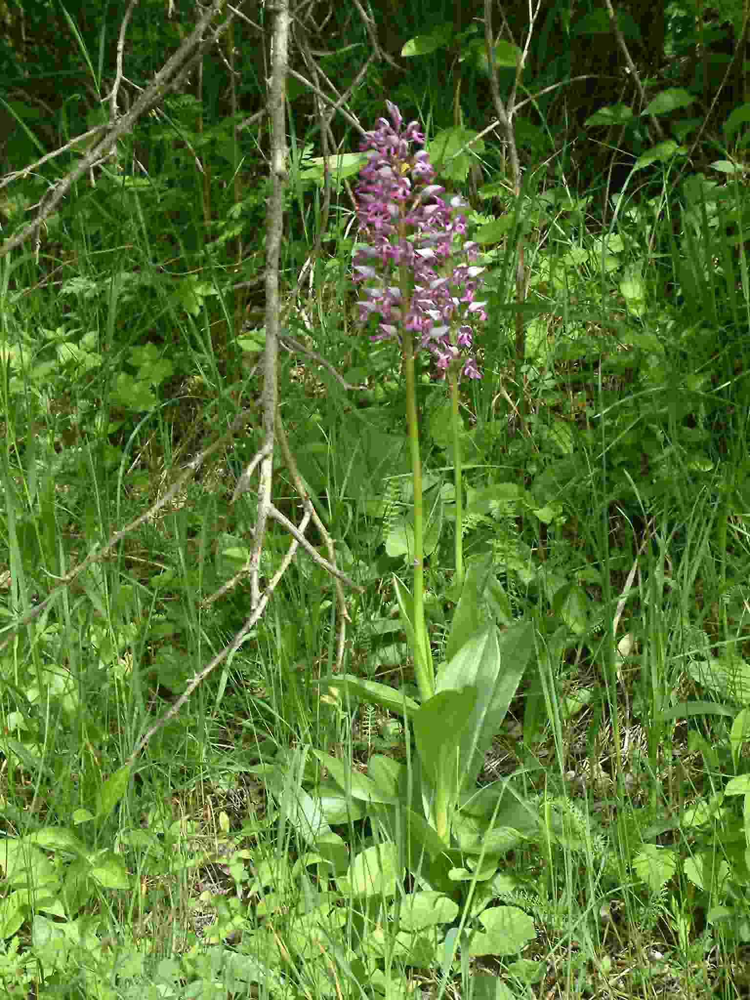 Orchis militaris 1