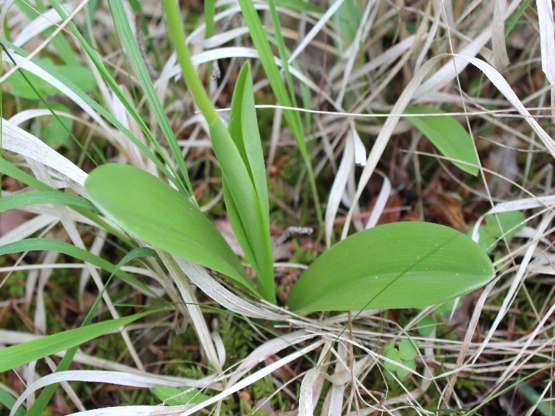 Orchis militaris 3