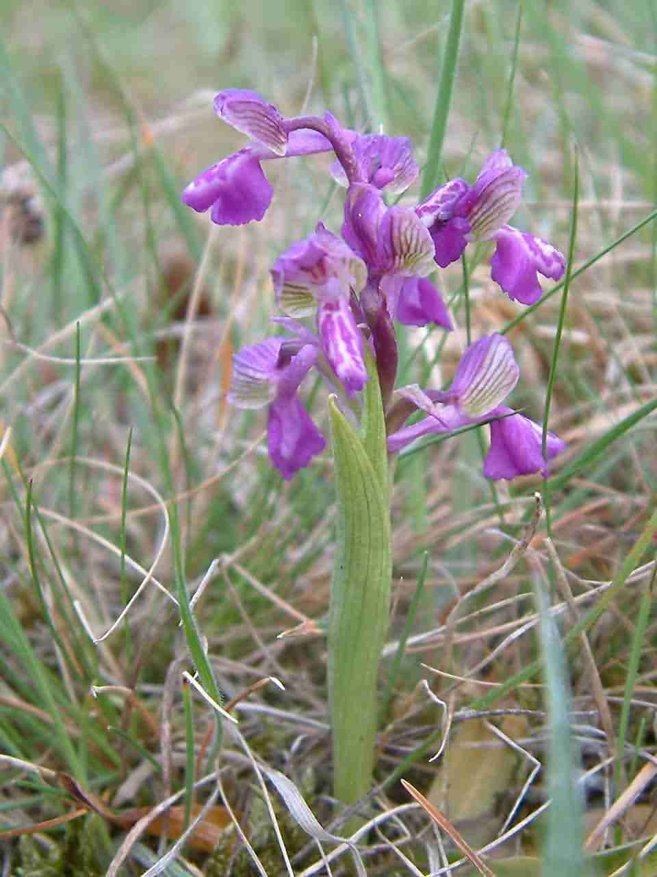 Orchis morio 1