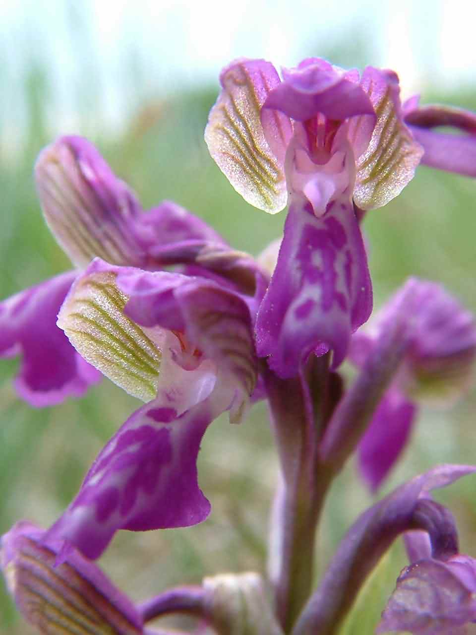 Orchis morio 2