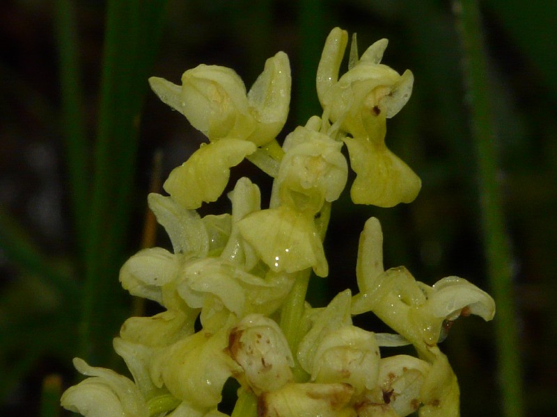 Orchis pallens 2