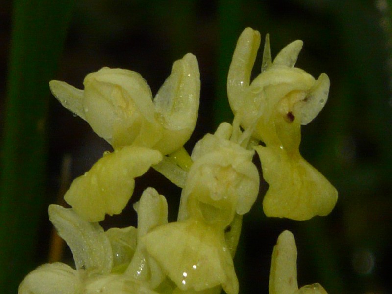 Orchis pallens 3