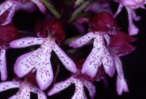Orchis purpurea 2