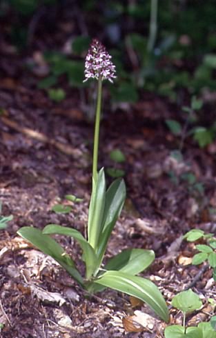 Orchis purpurea 1