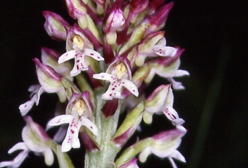 Orchis ustulata