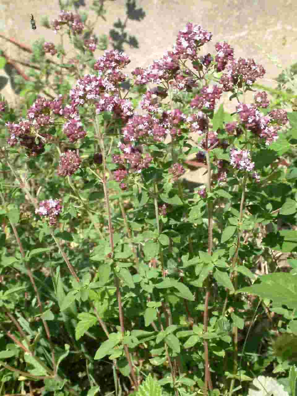 Origanum vulgare 1