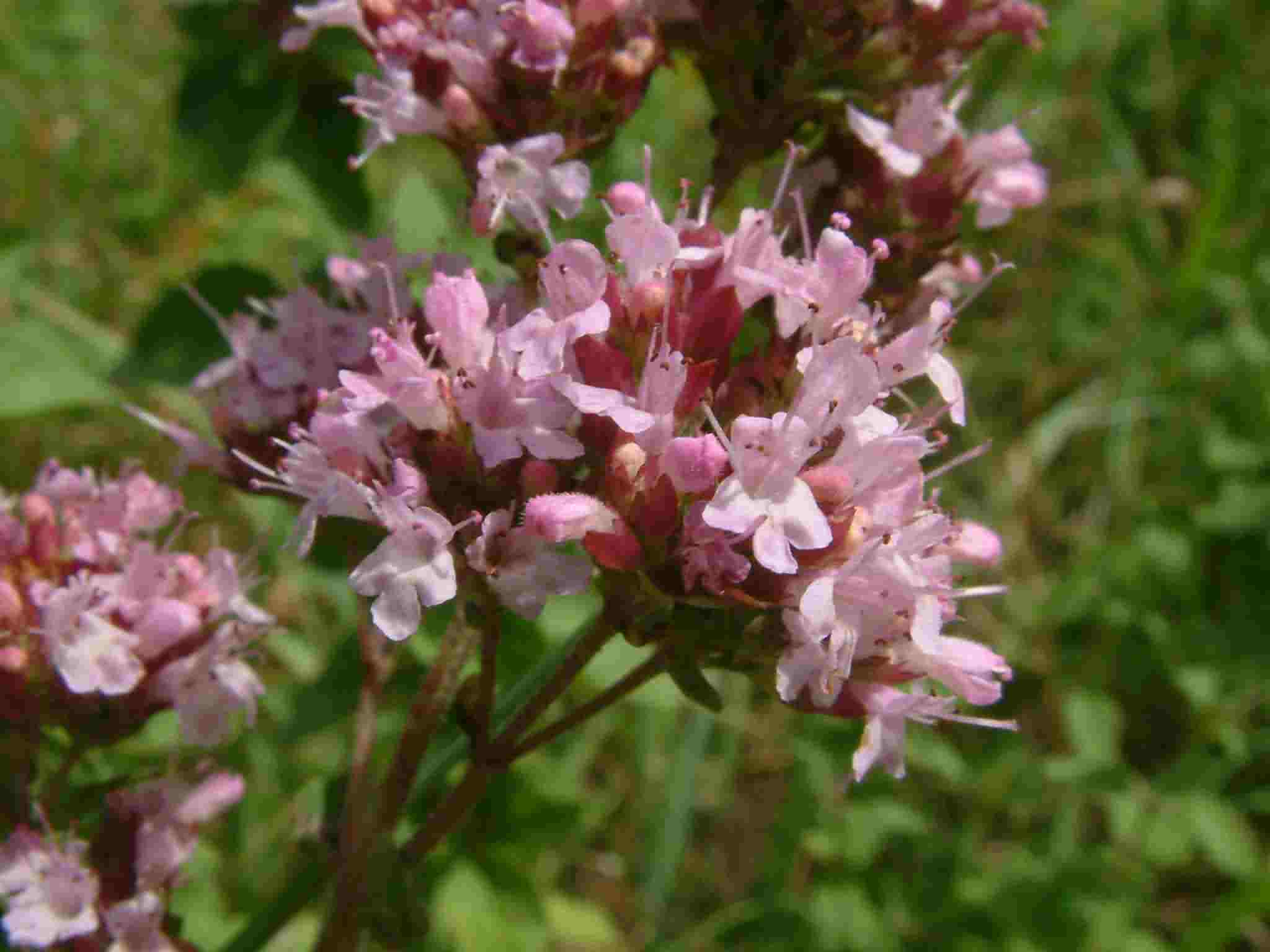 Origanum vulgare 2