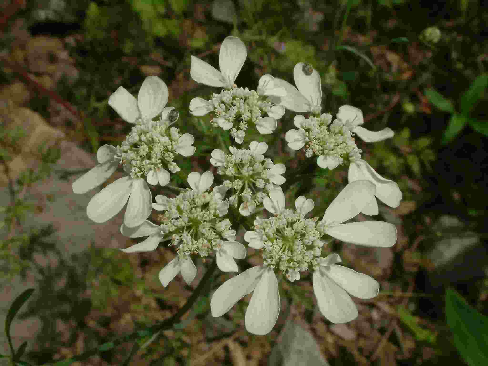 Orlaya grandiflora 1