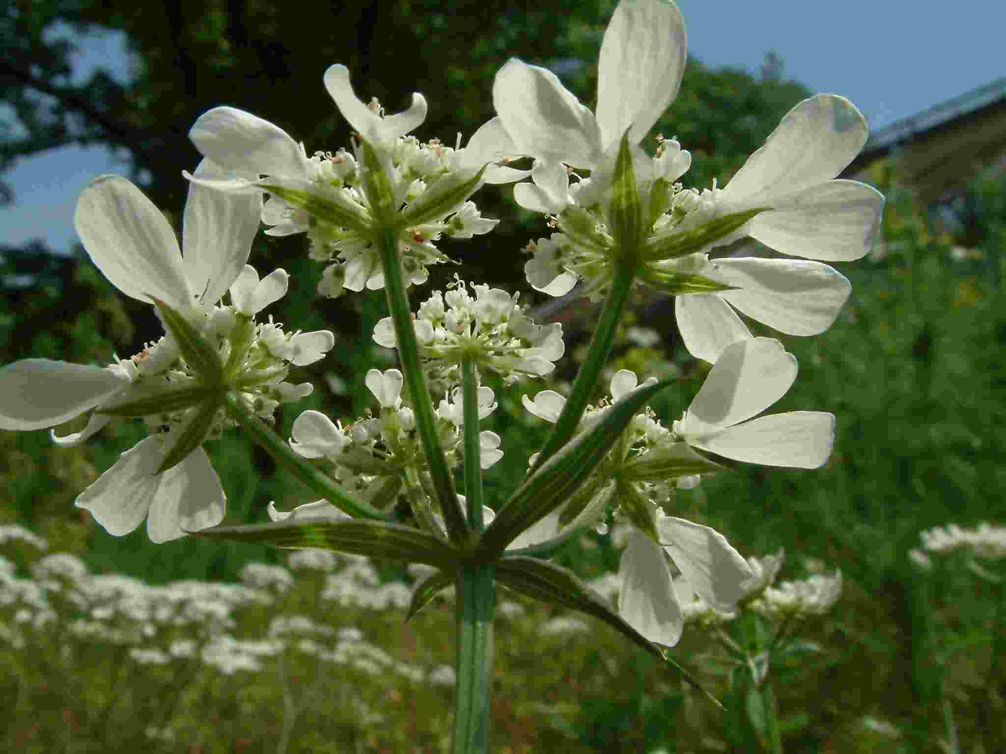 Orlaya grandiflora 2