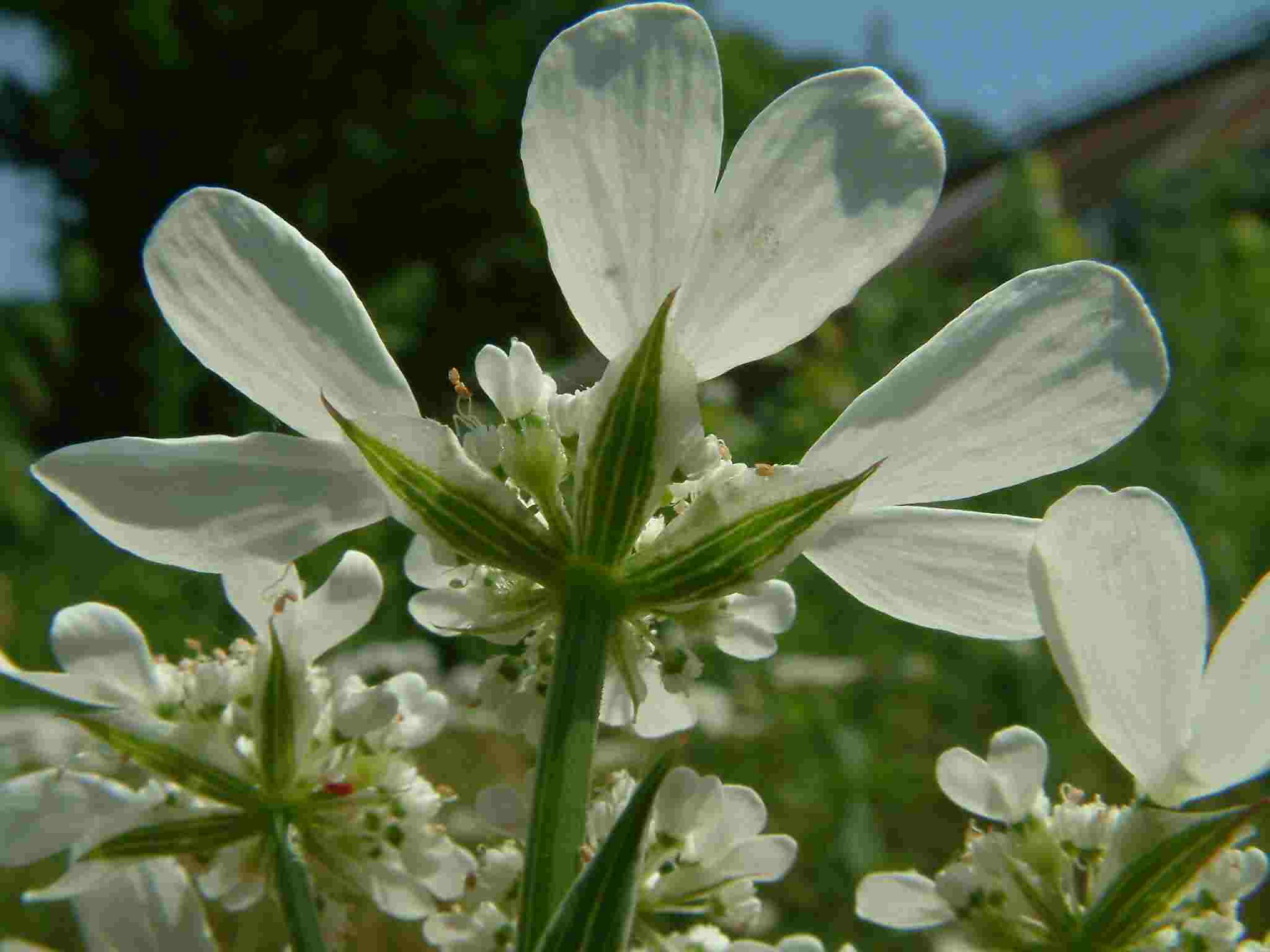 Orlaya grandiflora 3