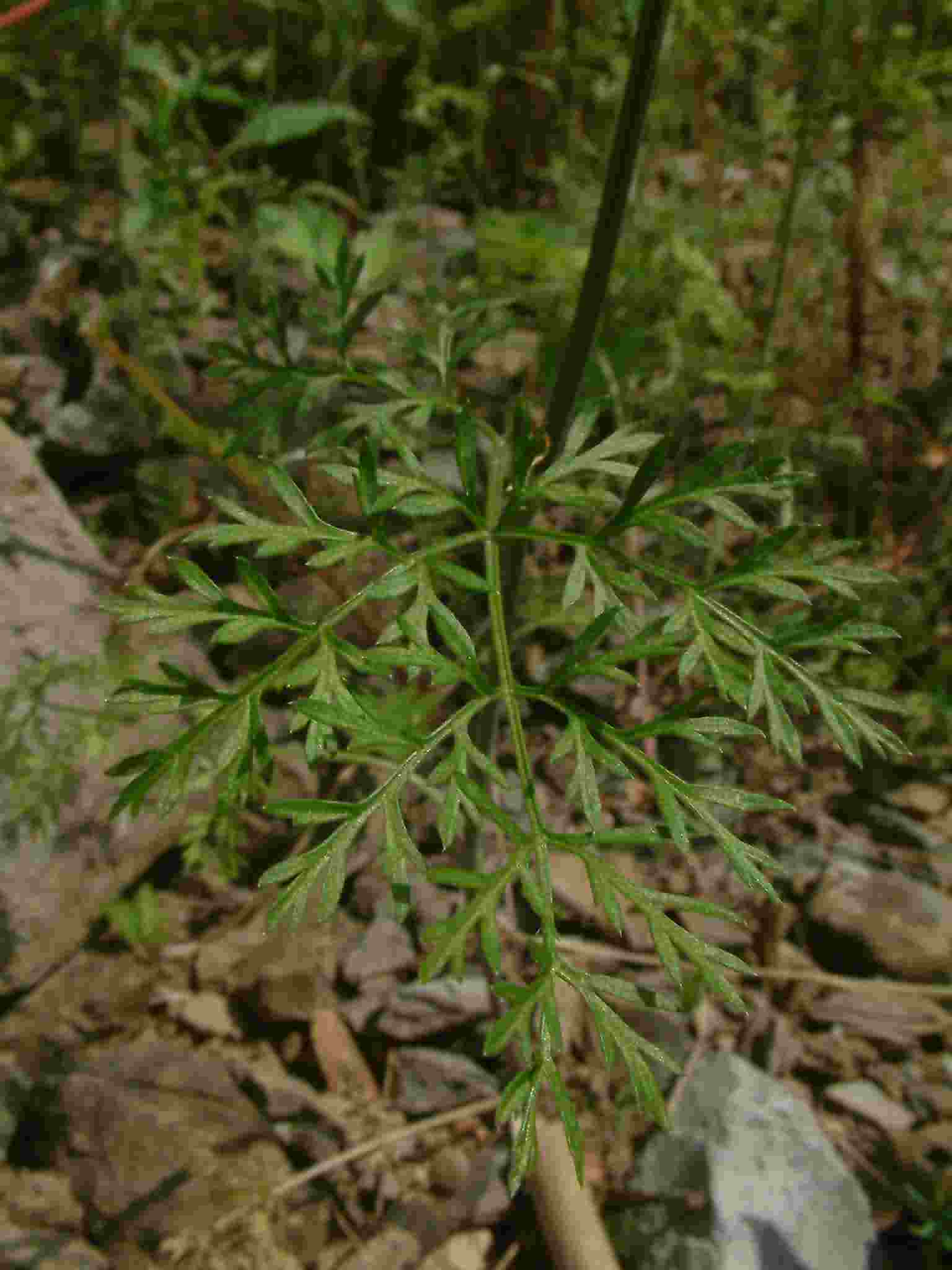 Orlaya grandiflora 4