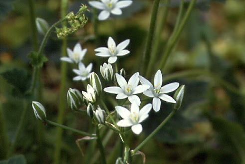 Ornithogalum umbellatum 2