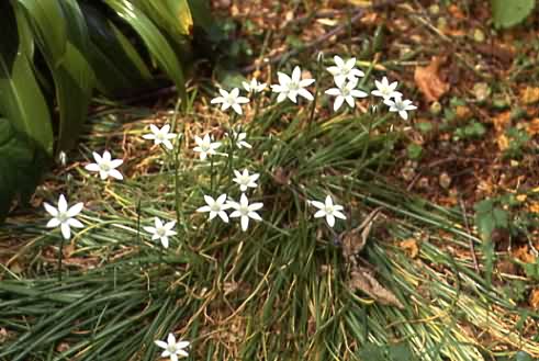 Ornithogalum umbellatum 1