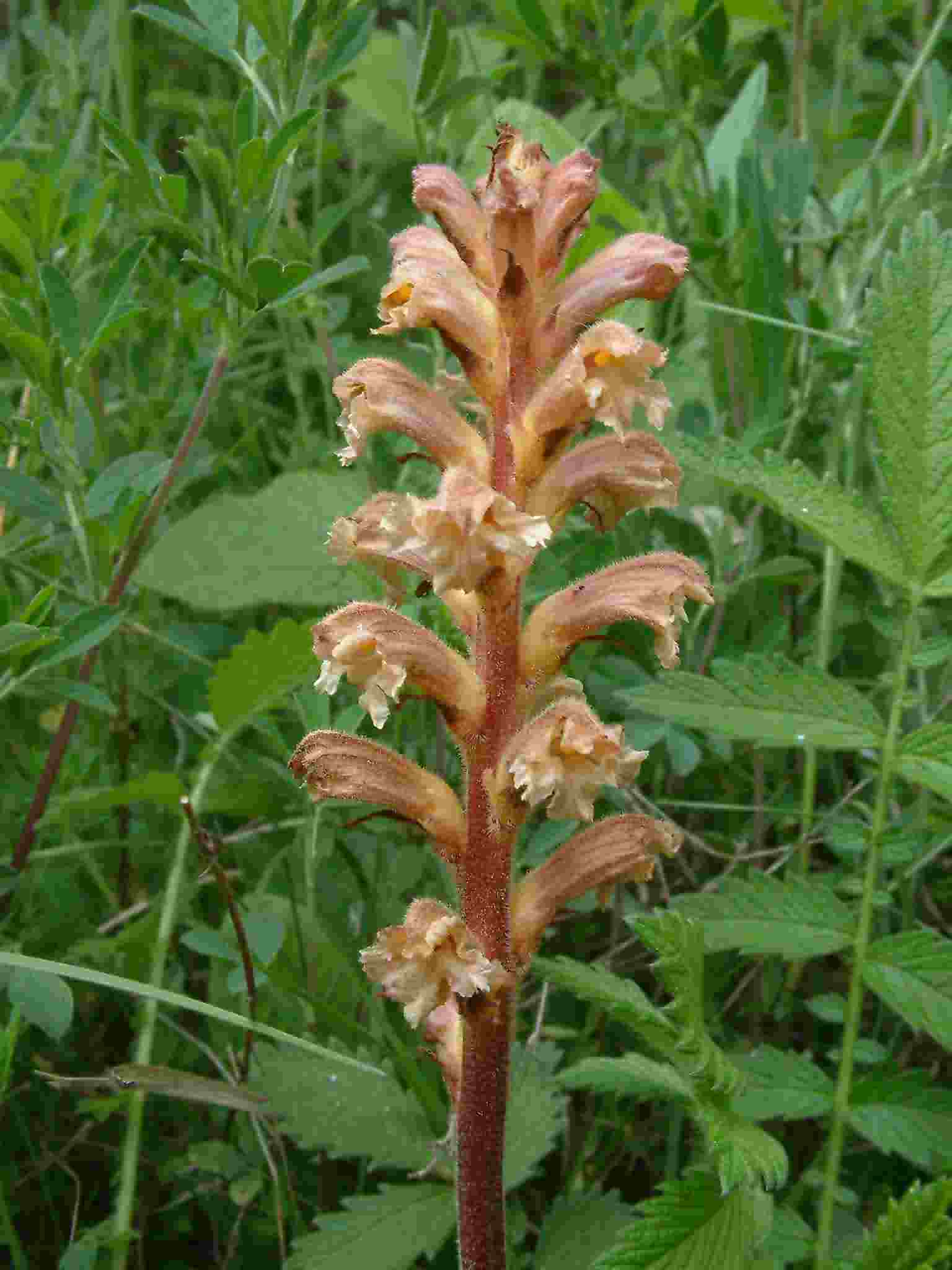 Orobanche lutea 1