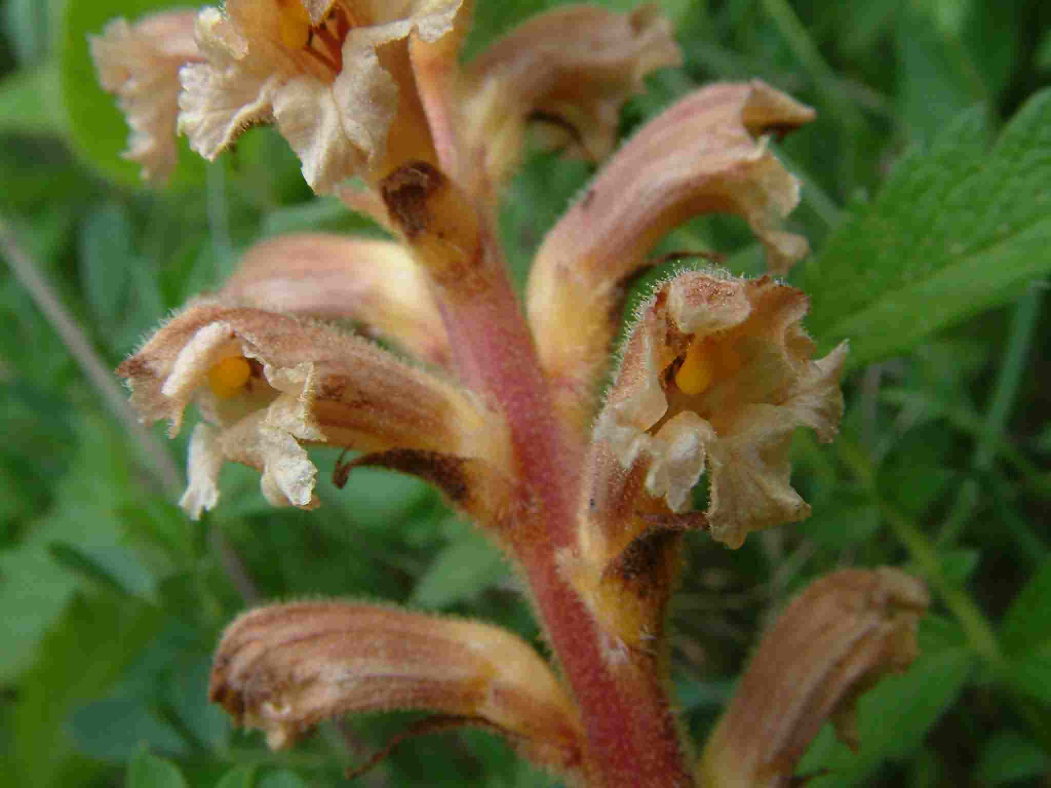 Orobanche lutea 2