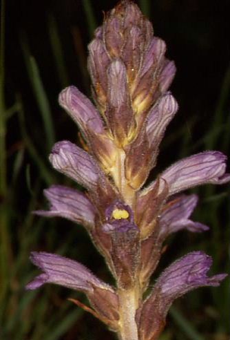 Orobanche purpurea 1